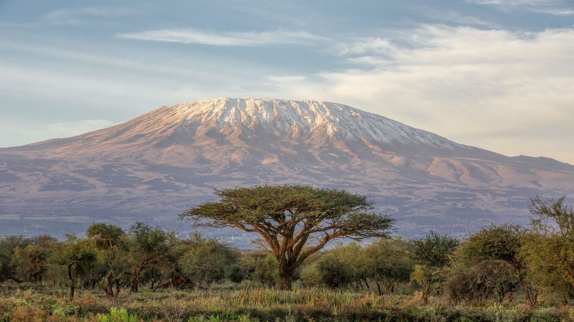 Un paesaggio di savana con una grande acacia in primo piano e un'imponente montagna innevata sotto un cielo nuvoloso.