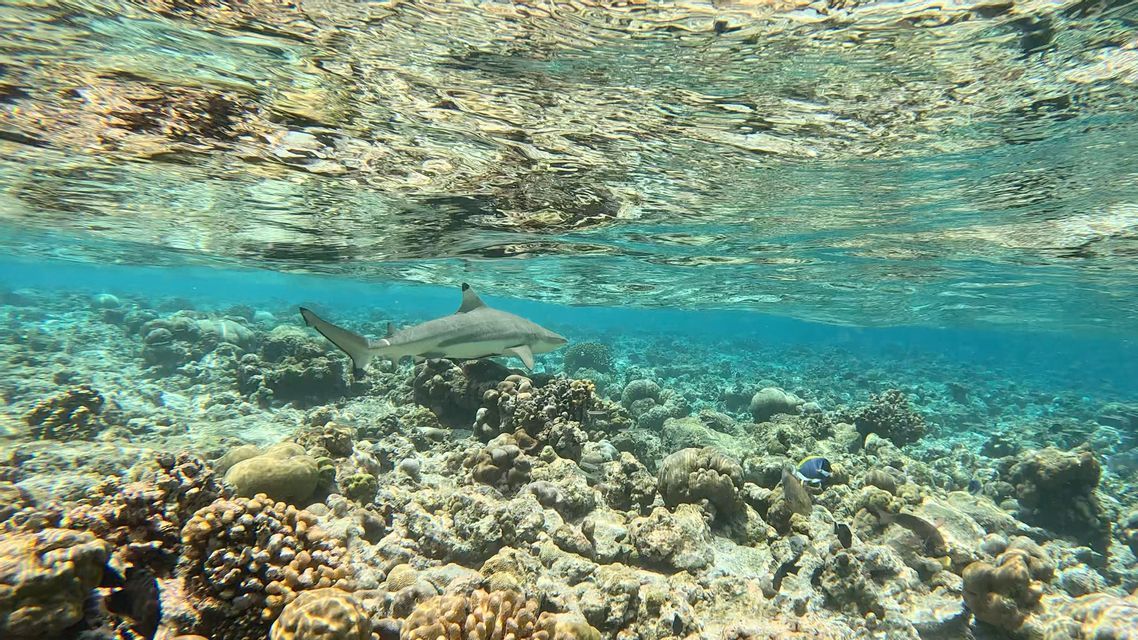 Un requin à pointes noires nage dans des eaux claires et peu profondes au-dessus d'un récif corallien rocheux, avec la surface de l'eau visible au-dessus.