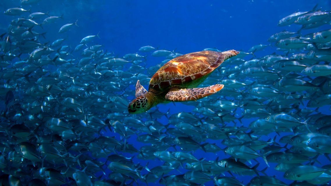 Une tortue de mer nage à travers un banc de poissons massif dans l'océan bleu profond.