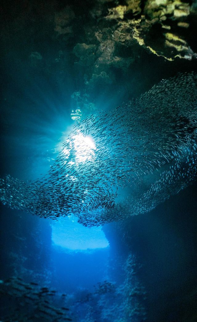 Un enorme banco de peces gira dentro de una cueva submarina, iluminado por un único rayo de sol desde una abertura superior.