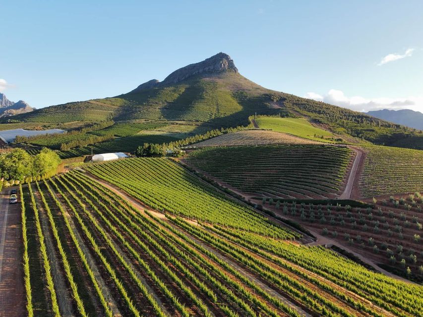 Vue aérienne d'un vignoble avec des rangées de vignes impeccables recouvrant des collines verdoyantes au pied d'une grande montagne.