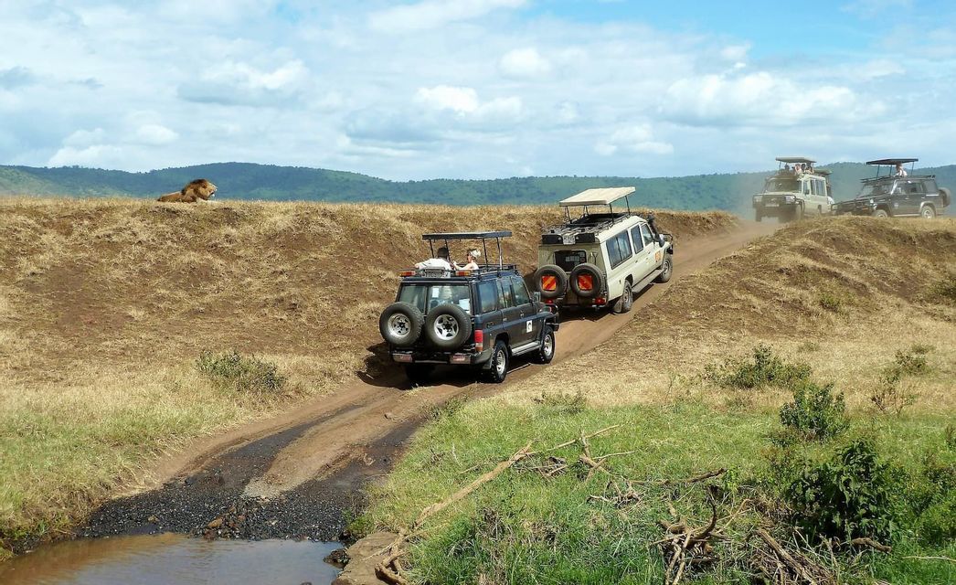 Un viaggio di gruppo WeRoad in un convoglio di jeep da safari osserva un leone che riposa su una collina erbosa nella savana.