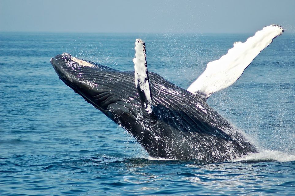 Una ballena jorobada rompe la superficie del océano azul, creando una gran salpicadura con su cuerpo y aletas.
