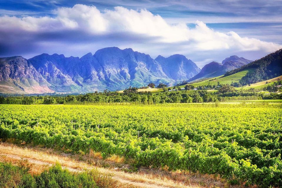 vineyard-south-africa-nature-lanscape-tour-travel
