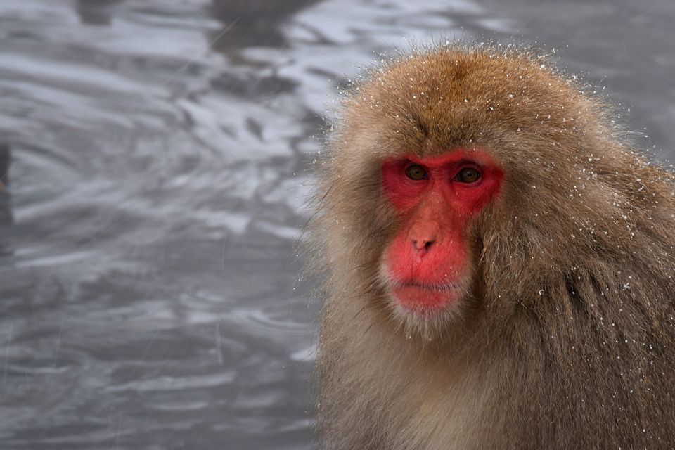 Primo piano di un macaco giapponese dal viso rosso, con il pelo marrone cosparso di neve che cade, su uno sfondo sfocato.