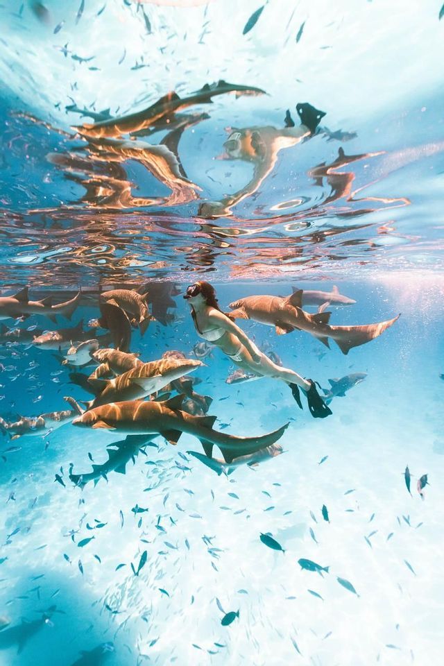 Une femme lors d'un voyage de groupe WeRoad fait de la plongée avec un tuba parmi un banc de requins et de poissons dans une eau claire et ensoleillée.