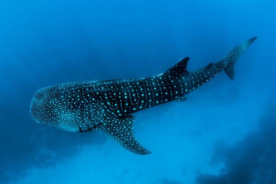 Un requin-baleine au motif tacheté de blanc sur le dos s'éloigne dans l'eau profonde de l'océan bleu.