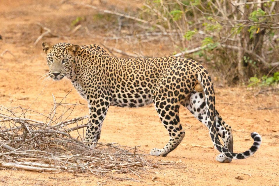 Un leopardo si erge su un terreno sabbioso accanto a un mucchio di rami secchi, guardando indietro verso la fotocamera.