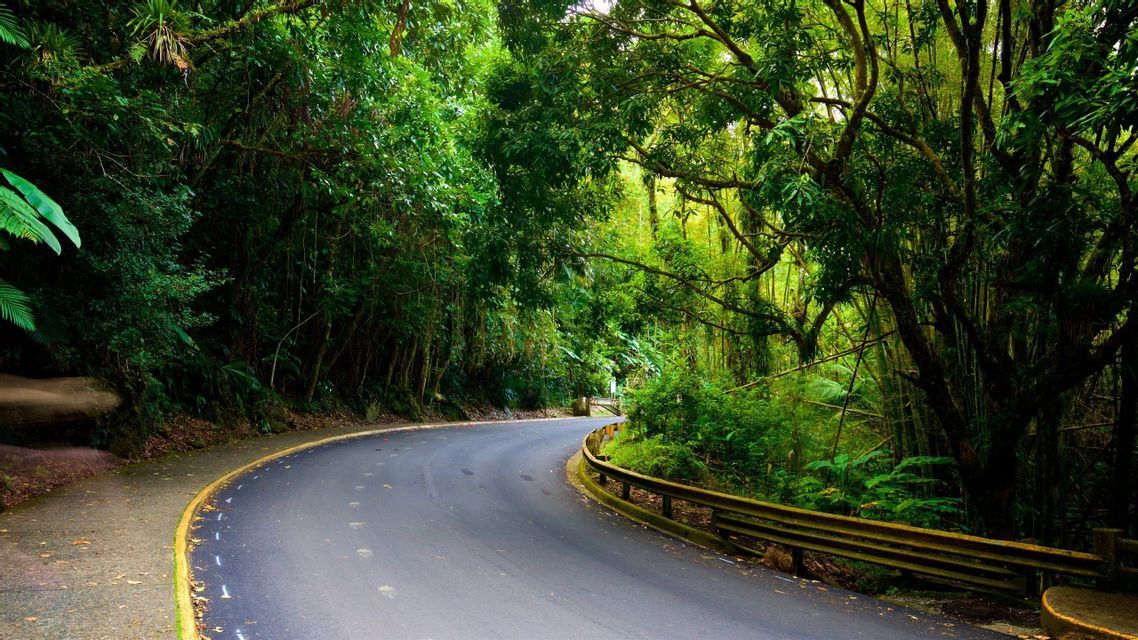 Una strada asfaltata tortuosa si inoltra in una fitta e lussureggiante foresta tropicale verde, scomparendo dietro una curva.
