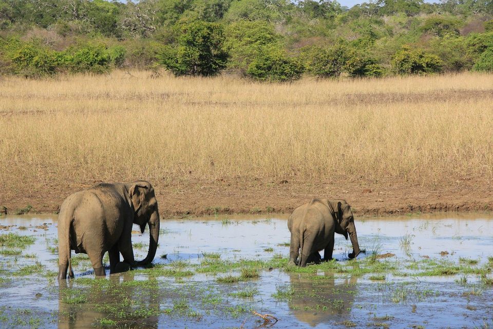 Due elefanti, un adulto e un giovane, si trovano in una pozza d'acqua in una savana erbosa.