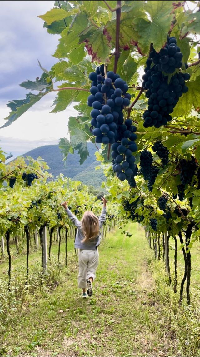 Una persona con i capelli lunghi corre a braccia alzate attraverso un vigneto con acini d'uva viola maturi che pendono dalle viti.