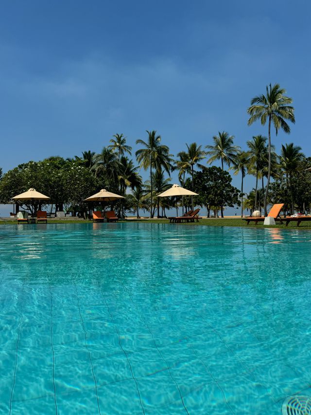 Una piscina color turchese in un resort, con sedie a sdraio e ombrelloni sul bordo erboso sotto alte palme e un cielo azzurro chiaro.