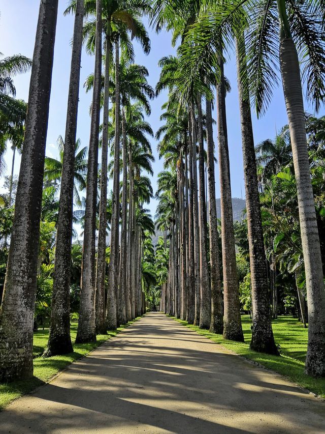 A long, straight dirt path flanked by two symmetrical rows of tall palm trees in a lush green park.