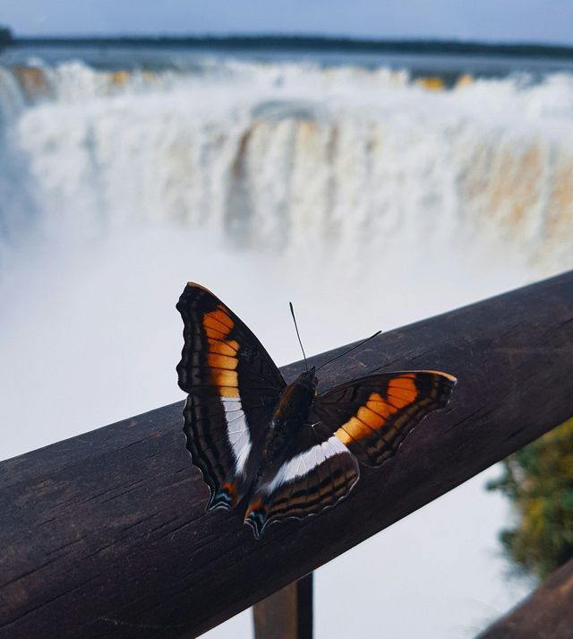 A close-up of a butterfly with orange, white, and black wings resting on a wooden railing in front of a cascading waterfall.