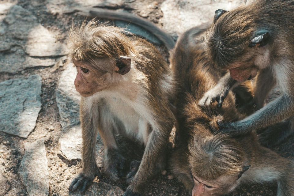Un macaco joven se sienta en una roca junto a otros dos monos que se están acicalando.