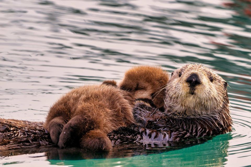 Ein erwachsener Seeotter treibt im ruhigen Wasser auf dem Rücken, während sein Jungtier auf seinem Bauch ruht.