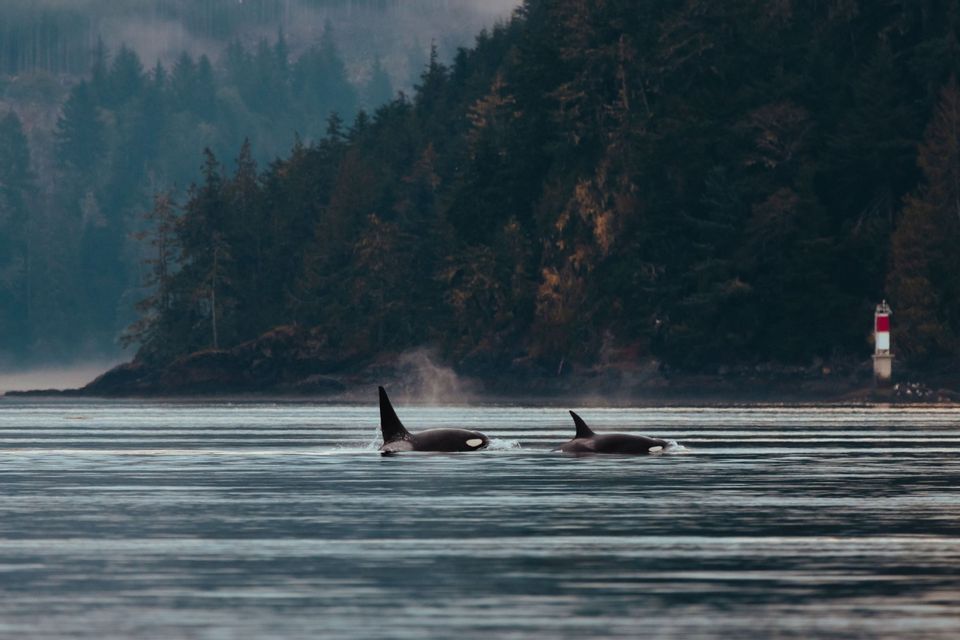 Zwei Orcas schwimmen mit ihren Rückenflossen sichtbar im Wasser, nahe einer bewaldeten Küste mit einem Leuchtturm im Hintergrund.