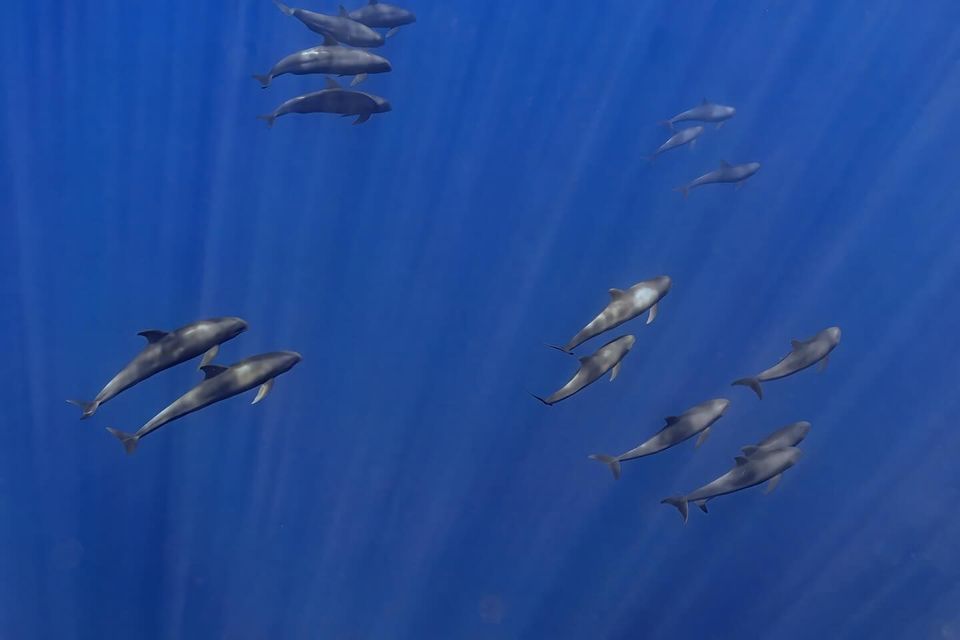 Una vista subacquea di diversi branchi di globicefali che nuotano in acque blu profonde con raggi di luce dall'alto.
