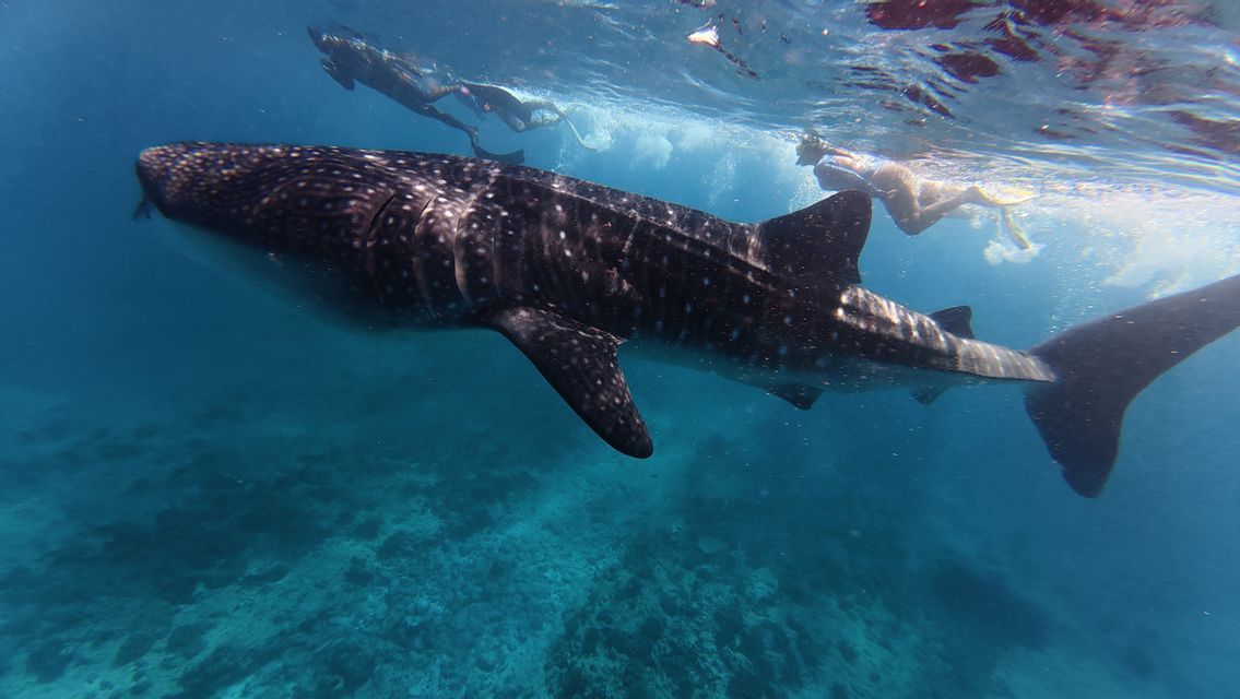Un viaggio di gruppo WeRoad per snorkeling con un grande squalo balena in acque limpide e blu.
