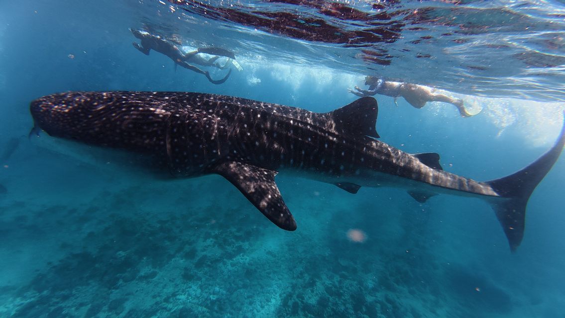 Viaggio di gruppo WeRoad: snorkeling con un grande squalo balena in acque oceaniche limpide e blu.