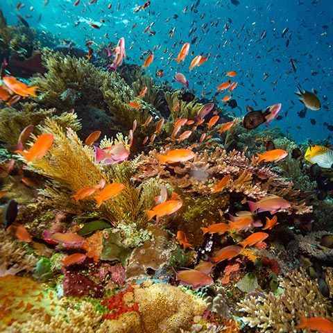 Bancs de petits poissons colorés nageant parmi des formations coralliennes vibrantes dans une eau bleue claire.