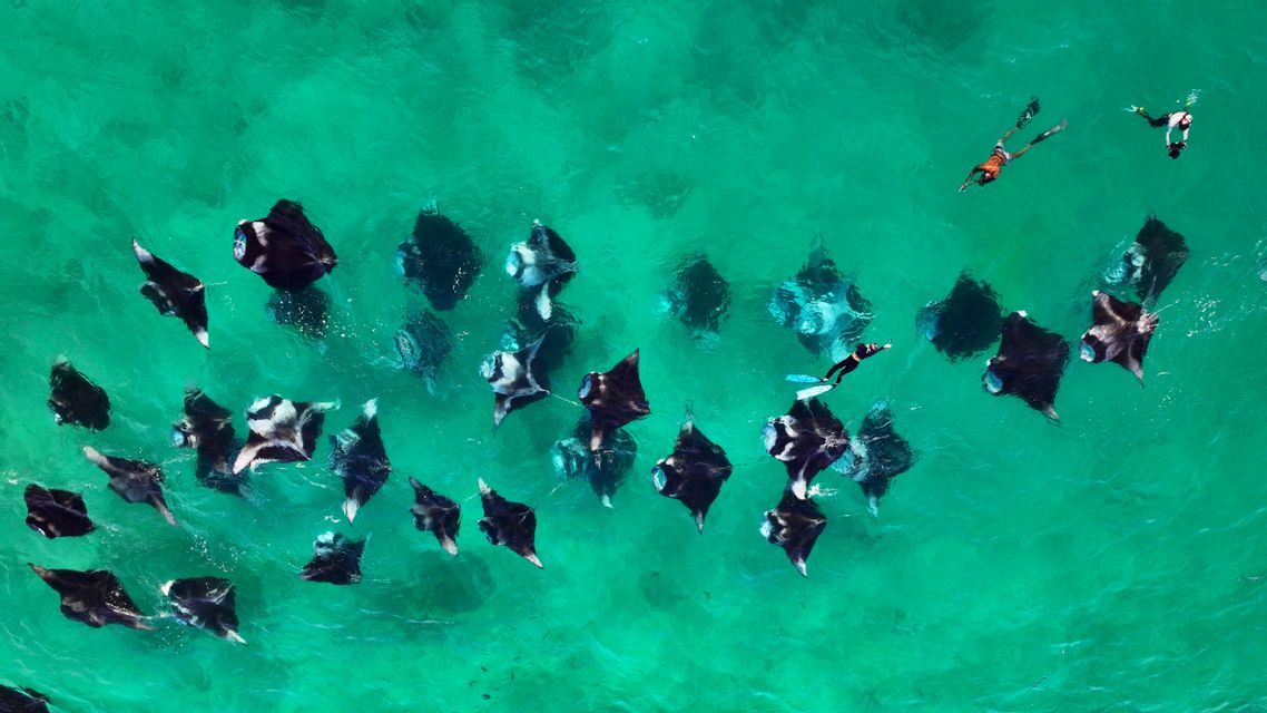 Vue aérienne d'un voyage de groupe WeRoad faisant du snorkeling aux côtés d'un grand banc de raies manta dans une eau claire et turquoise.