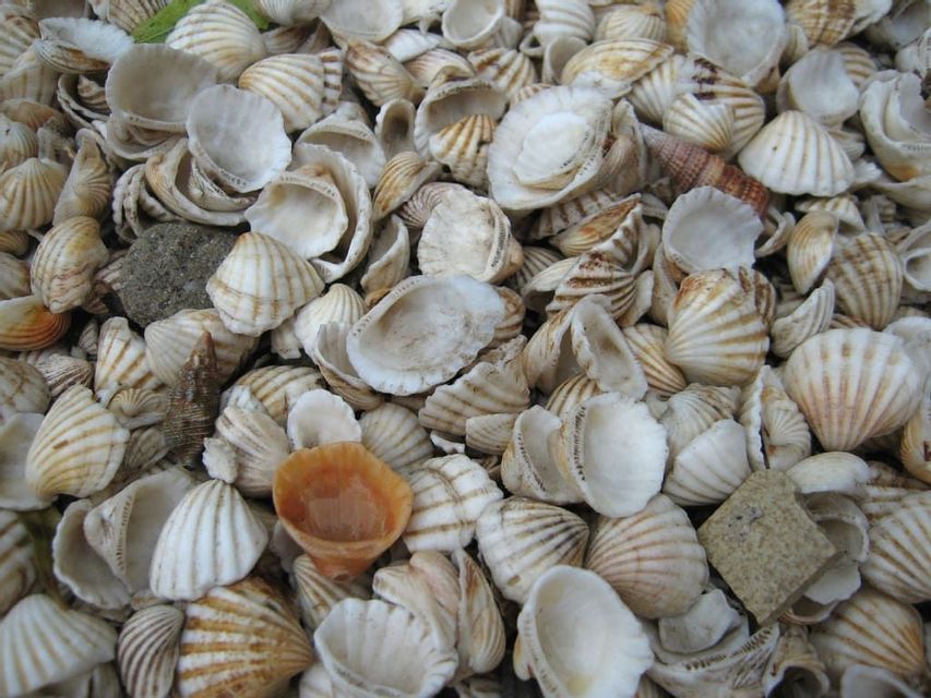 Vue rapprochée d'en haut d'un amas dense de petits coquillages rayés blancs et bruns.