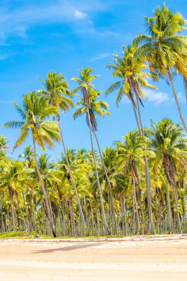 Tall palm trees with green fronds line a sandy beach under a clear blue sky.
