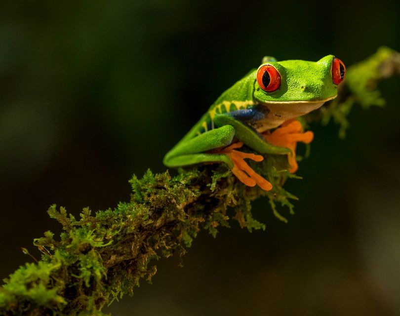 Un primer plano de una rana arbórea de ojos rojos con cuerpo verde brillante y patas naranjas posada en una rama musgosa.