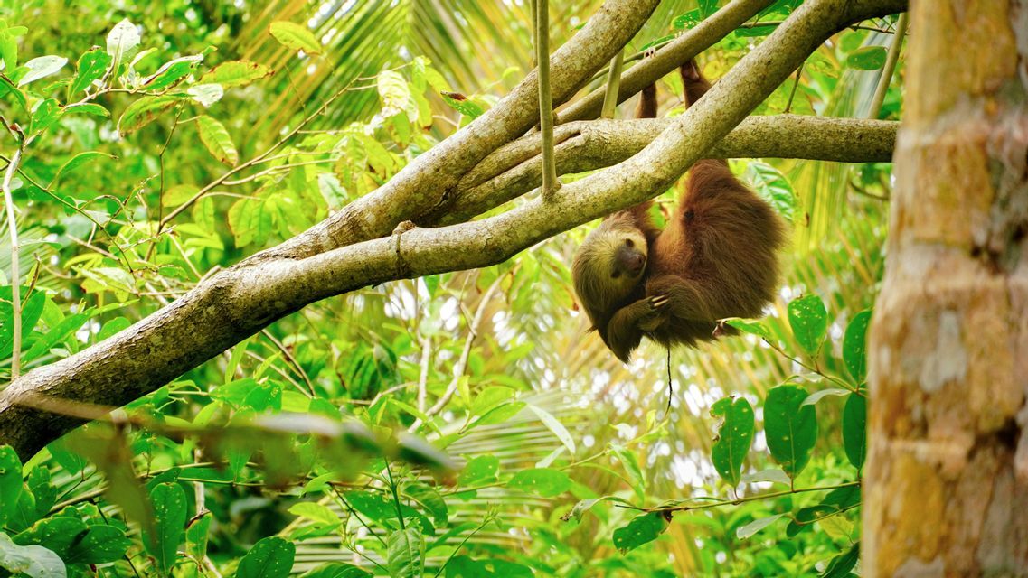 Un perezoso marrón cuelga de una rama de árbol gruesa, acurrucado en una bola entre las hojas verde brillante de una selva densa.