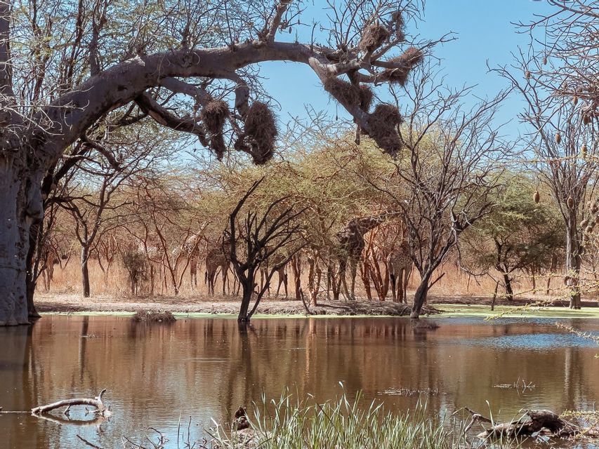 Un troupeau de girafes se dresse au milieu des arbres, au bord d'un point d'eau dans la savane, sous une grande branche d'arbre.