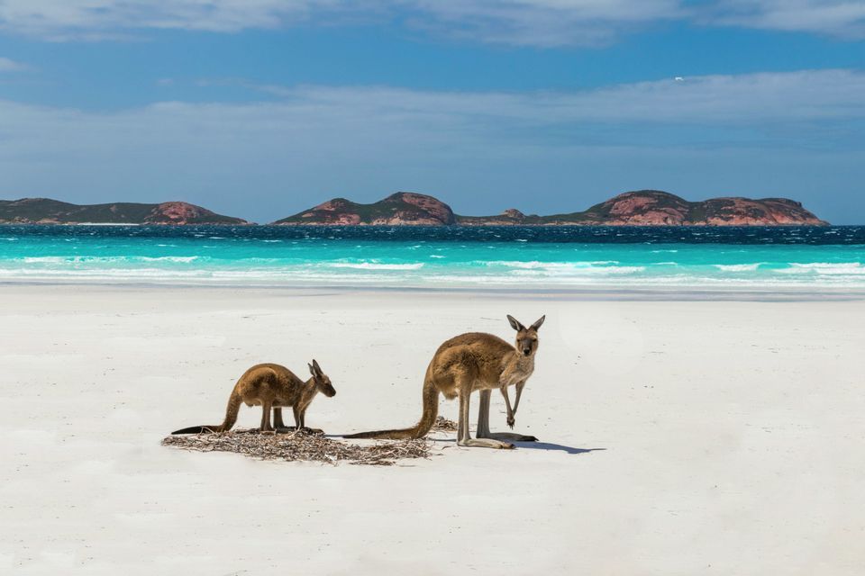 Dos canguros están de pie en una playa de arena blanca con un océano turquesa e islas distantes detrás de ellos.
