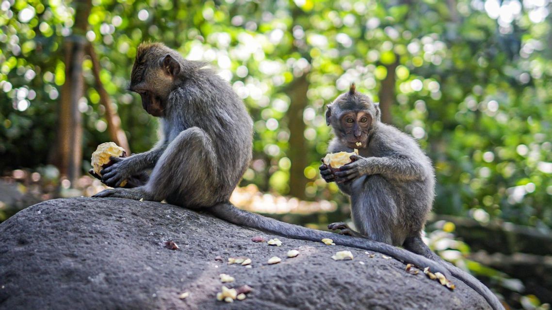 Two grey monkeys eating pieces of food while sitting on a large rock in a forest with a blurred green background.