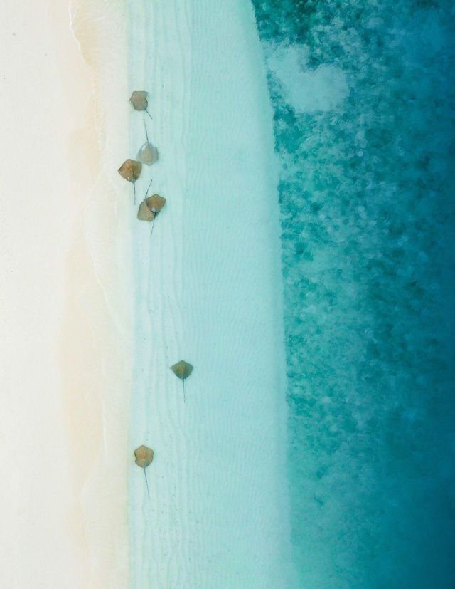 Eine Luftaufnahme von mehreren Stachelrochen, die in seichtem türkisfarbenem Wasser neben einem weißen Sandstrand schwimmen.