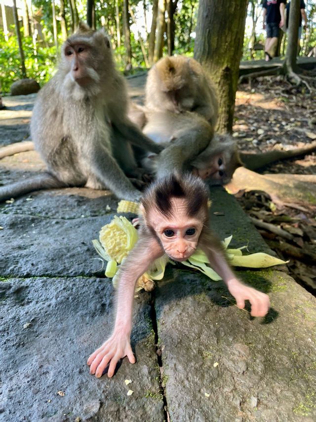 Ein Baby-Affe auf einem Steinpfad streckt sich der Kamera entgegen, mit einem Maiskolben und anderen Affen im Hintergrund.