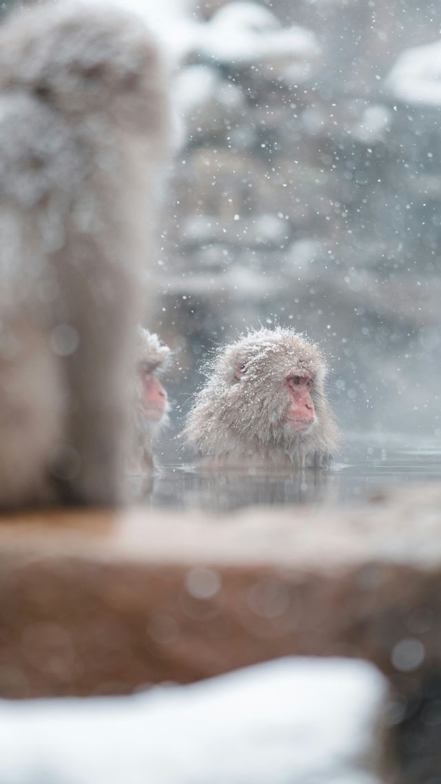 Ein Japanmakak mit schneebedecktem Fell sitzt in einer dampfenden heißen Quelle, während ringsum Schnee fällt.
