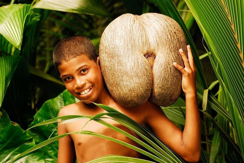 Un ragazzo sorridente tiene una grande noce bilobata sulla spalla, mentre si trova tra grandi foglie di palma verdi.