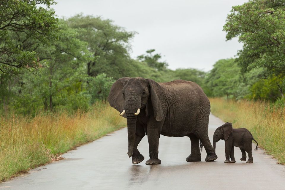 Ein erwachsener Elefant und sein Kalb überqueren eine nasse, gepflasterte Straße in einer Savanne mit grünen Bäumen.