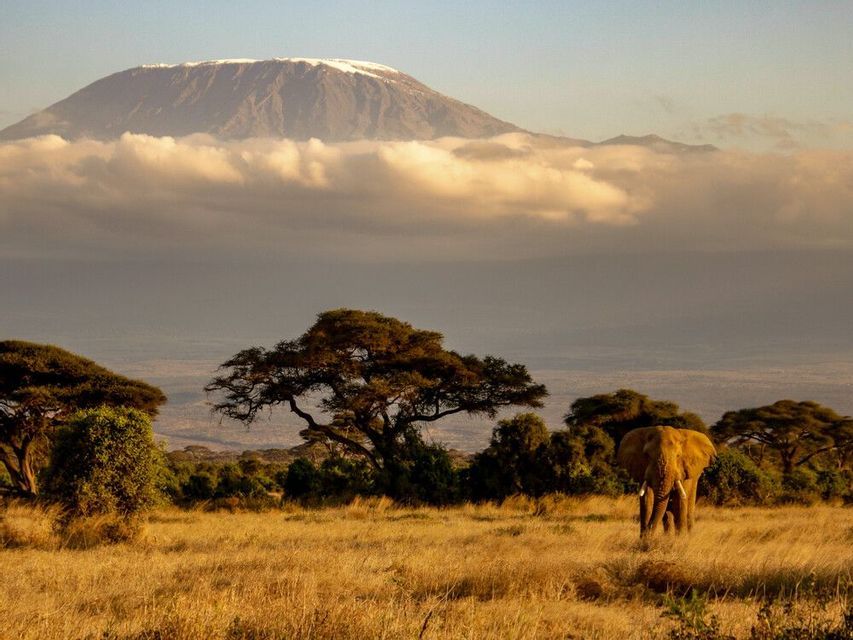 An elephant stands in a golden savanna filled with acacia trees, in front of a large, snow-capped mountain.