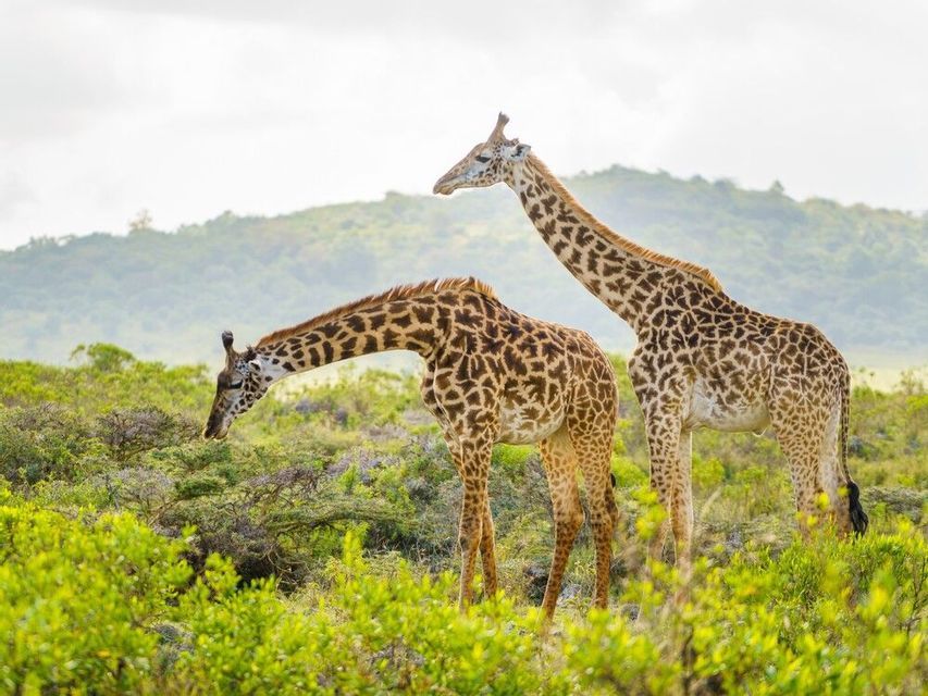 Two giraffes stand in a lush green savanna, with one bending to eat from bushes while the other looks on.