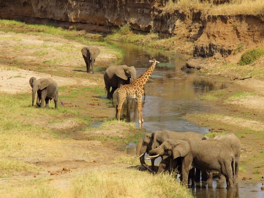 A giraffe stands in a shallow river while a herd of elephants drinks and walks along the grassy banks.
