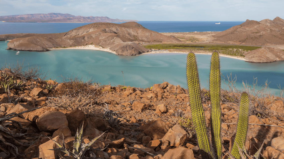 Cactus alti si ergono su un pendio roccioso che si affaccia su una baia turchese con una spiaggia di sabbia bianca, circondata da montagne aride.