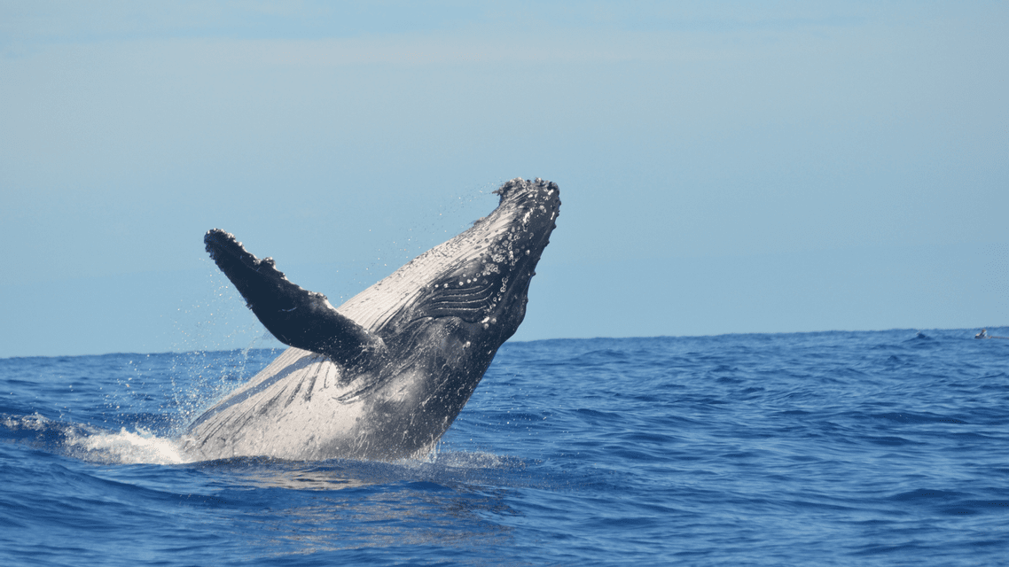Una balena megattera salta fuori dall'oceano blu, schizzando acqua sotto un cielo sereno.