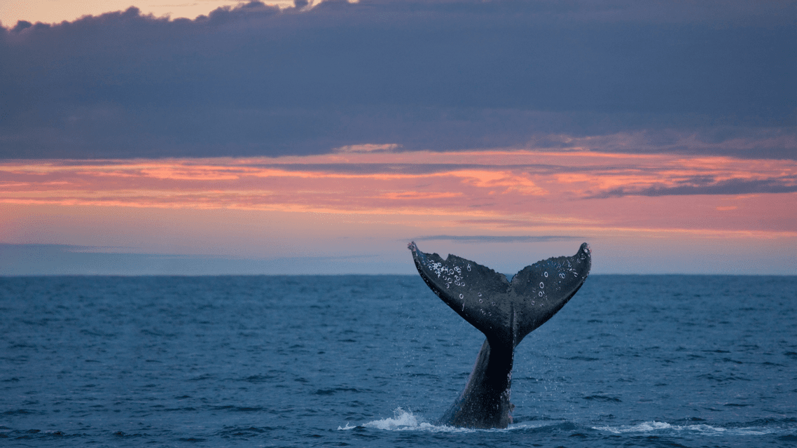 Una coda di balena si tuffa nell'oceano blu, schizzando acqua sotto un cielo nuvoloso al tramonto.