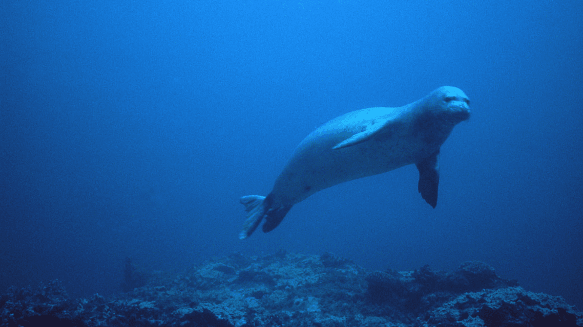 Una foca nuota nelle acque blu profonde sopra un fondale marino roccioso.