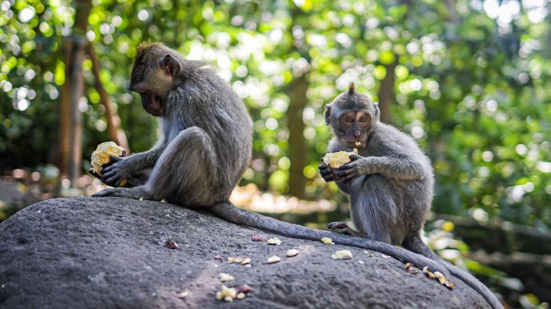 Two grey monkeys sit on a large rock, eating pieces of fruit in a lush green forest.