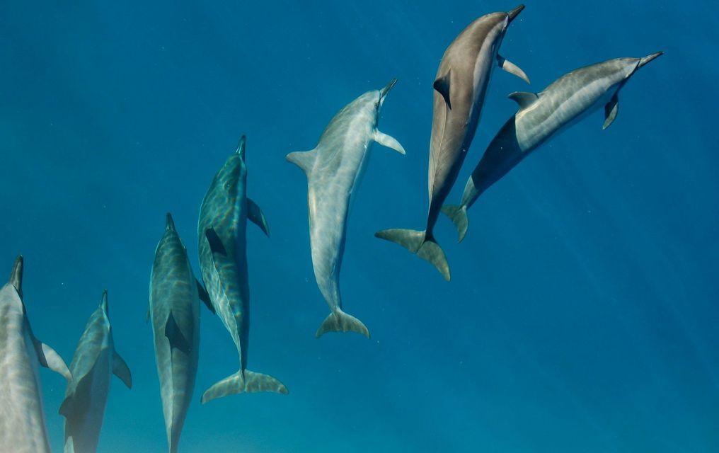 Una manada de delfines nadando juntos en aguas azules profundas, vistos desde abajo.