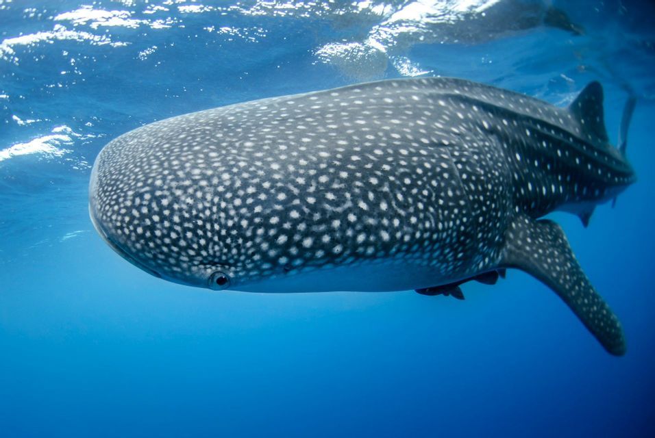 Un gran tiburón ballena cubierto de manchas blancas nada justo debajo de la superficie del océano azul claro.