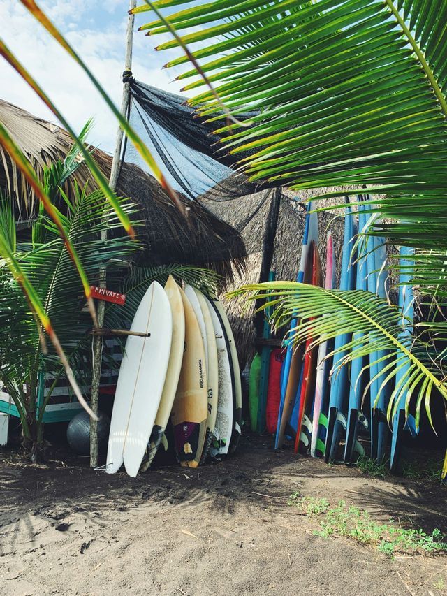 Eine Sammlung bunter Surfbretter lehnt an einem Gestell an einem Sandstrand, umrahmt von grünen Palmenblättern.