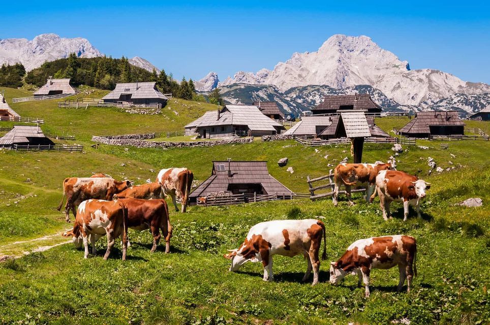 Nature-cow-landscape-mountain